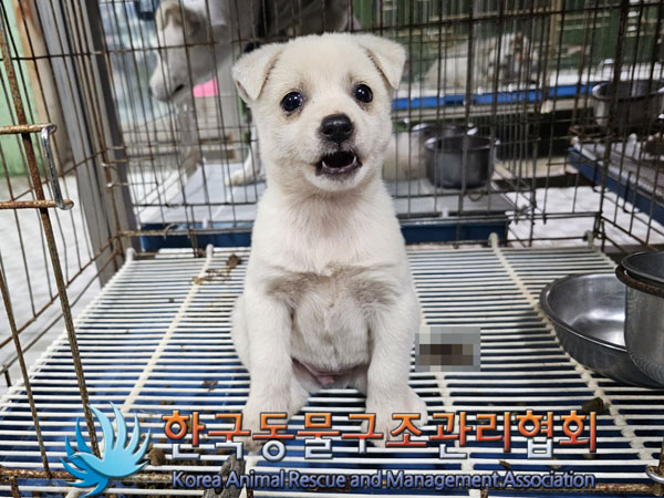 한국동물구조관리협회_441406202301733